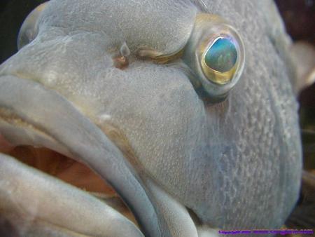 fish