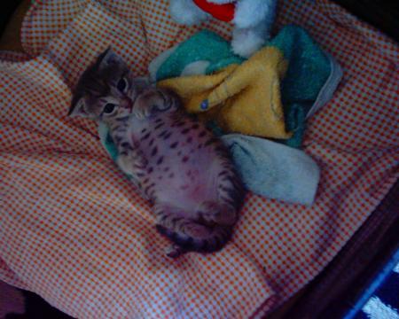 mon chat