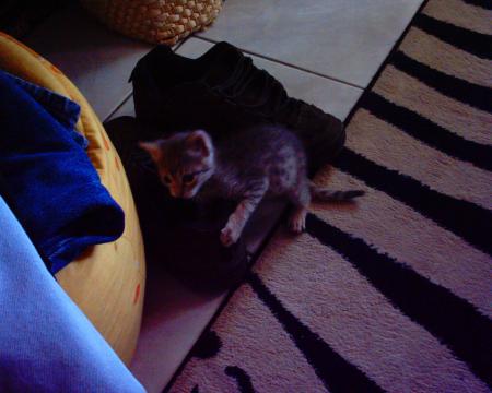 mon chat