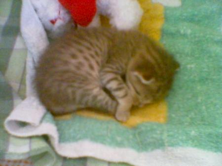 mon chat