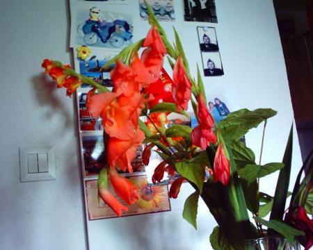 fleurs
