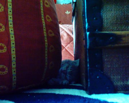 mon chat