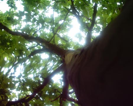 la puissance de l'arbre